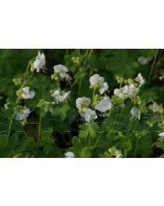 Geranium macr. 'White Ness' P9 / 24 per kist