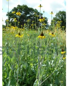 Rudbeckia maxima P9 / 24 per kist