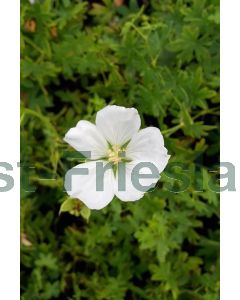 Geranium sang. 'Album' P9 / 24 per kist