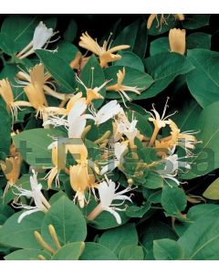 Lonicera jap. 'Hall's Prolific' 150-175cm C5