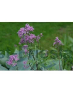 Thalictrum aquil. 'Thundercloud' C2