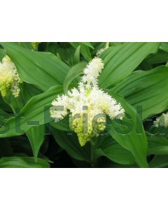 Smilacina racemosa P9 / 24 per kist