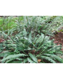 Blechnum spicant P9 / 24 per kist