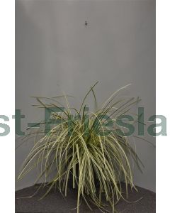 Carex 'Feather Falls' C10