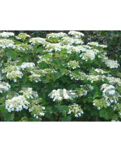 Viburnum op. 'Compactum' C3