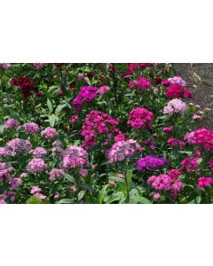 Dianthus barbatus P9 / 24 per kist