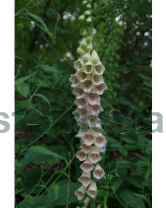 Digitalis purp. 'Apricot Beauty' P9 / 24 per kist