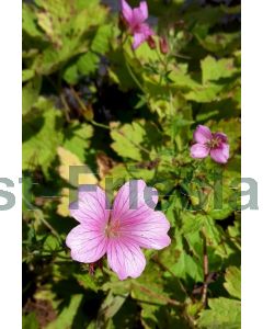 Geranium phaeum P9 / 24 per kist