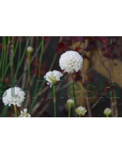 Armeria p. 'Ballerina White' P9 / 24 per kist