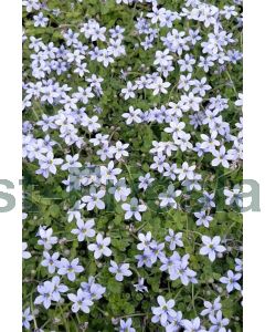 Isotoma fluviatilis P9 / 24 per kist