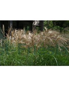 Miscanthus sin. 'Flamingo' C2