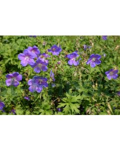 Geranium himalay. 'Gravetye' P9 / 24 per kist