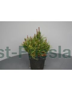 Pinus mugo 'Mugo' C2