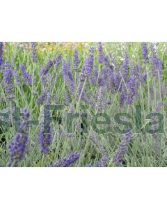 Lavandula ang.'Richard Gray' P9 / 24 per kist