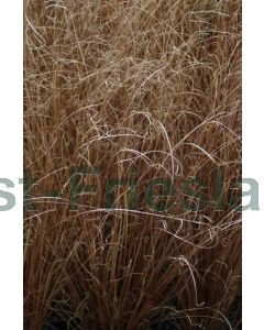 Carex buchananii P9 / 24 per kist