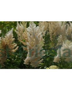 Astilbe (A) 'Weisse Gloria' P9 / 24 per kist