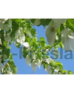 Davidia involucrata 175-200 cm C20