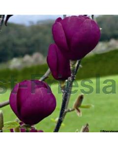 Magnolia 'Black Tulip'® 60-80 cm C10