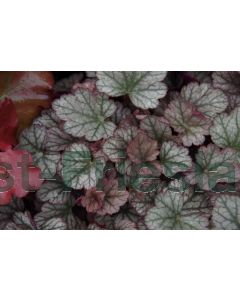 Heuchera 'Silver Scrolls' P9 / 24 per kist