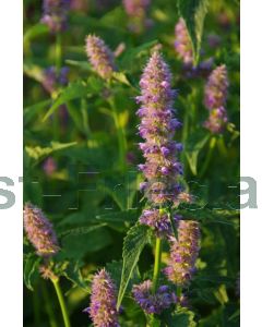 Agastache rugosa P9 / 24 per kist