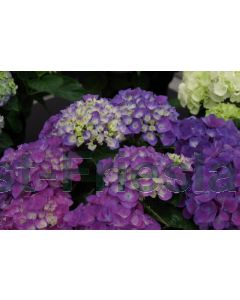 Hydrangea m. (Paars) C2