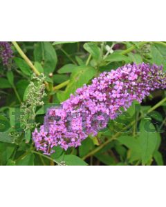 Buddleja d. 'R. de Papill. Pink'® C9