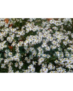 Aster ag. 'Ashvi' P9 / 24 per kist