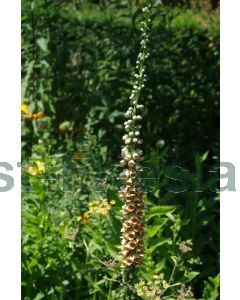 Digitalis ferr. 'Gigantea' P9 / 24 per kist