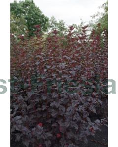 Physocarpus o.'André' C2