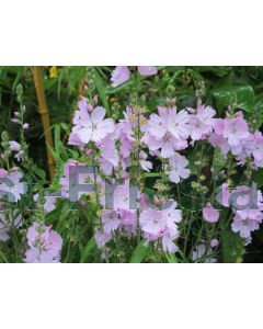 Sidalcea 'Elsie Heugh' P9 / 24 per kist