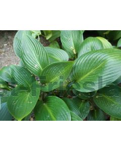 Hosta 'Devon Green' P9 / 24 per kist