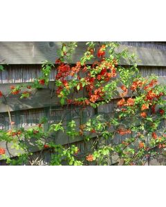 Chaenomeles j. 'Sargentii' 80-100 cm C20