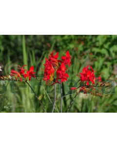 Crocosmia 'Lucifer' P9 / 24 per kist