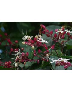 Clerodendrum trichotomum C35 100 cm stam