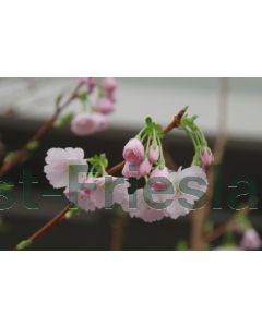 Prunus 'Accolade' 80-100 cm C7.5