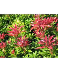 Pieris jap. 'Mountain Fire' C2