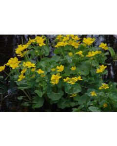 Caltha palustris P9 / 24 per kist