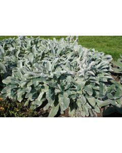 Stachys byzantina 'Silver Carpet' C2