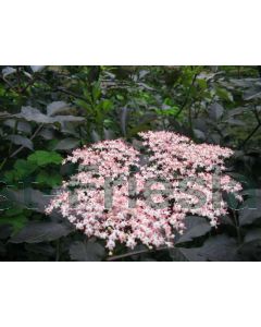 Sambucus nig. 'Guincho Purple' C3