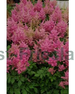 Astilbe (J) 'Rheinland' P9 / 24 per kist