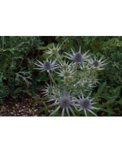 Eryngium bourgatii P9 / 24 per kist