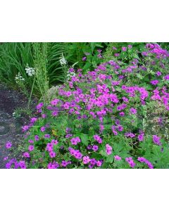 Geranium 'Patricia' P9 / 24 per kist