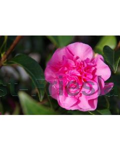 Camellia wil. 'Debbie' 40-50 cm C3