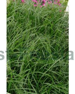 Carex osh. 'Evergreen' C2