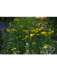 Rudbeckia fulgida P9 / 24 per kist