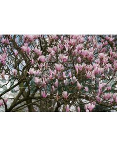 Magnolia 'Heaven Scent' 125-150 cm C25