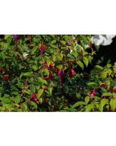 Fuchsia 'Tom Thumb' P9 / 24 per kist