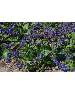 Pulmonaria ang. 'Blue Ensign' P9 / 24 per kist