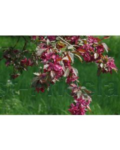 Malus 'Royalty' 200-250 cm C15