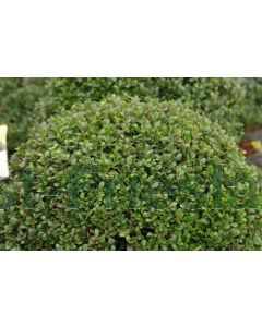 Ilex cren. 'Green Glory' C1.5